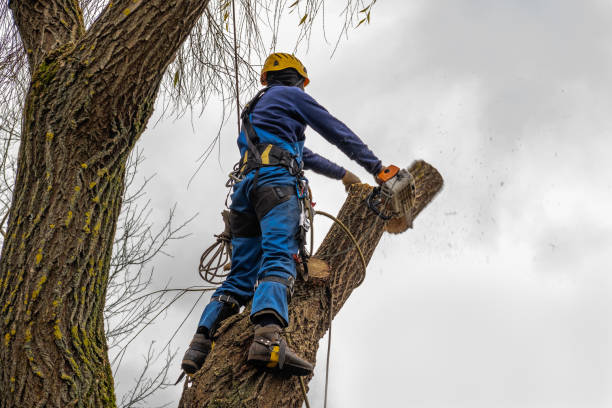 Springfield, MO  Tree Services Company